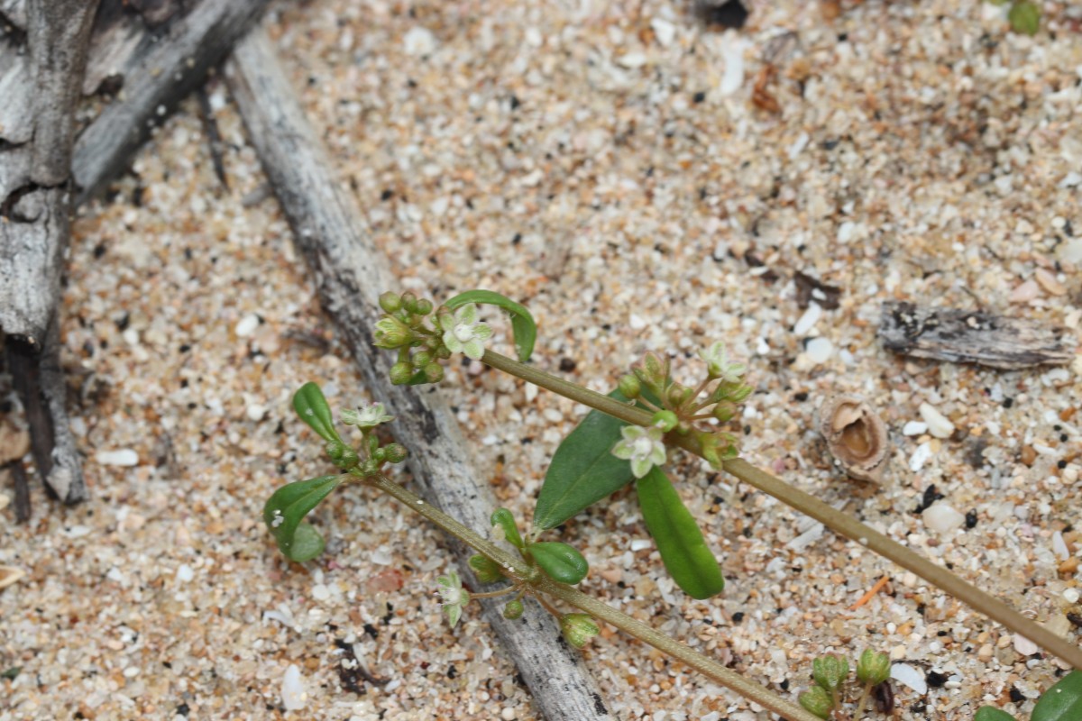 Gisekia pharnaceoides L.